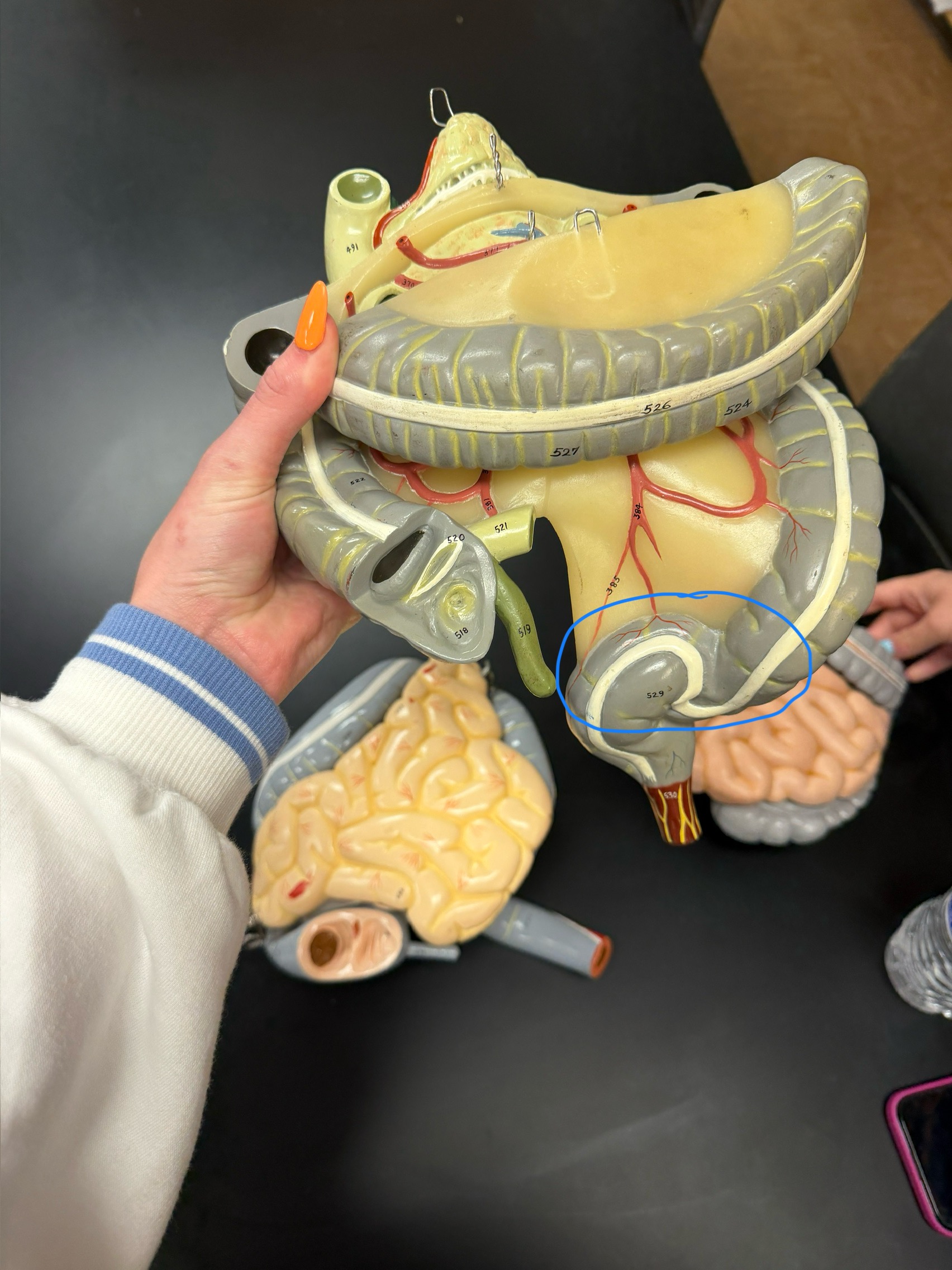 <p>name this region</p>