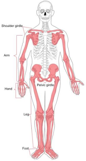 <p>The limbs, shoulder girdle, and pelvis</p>