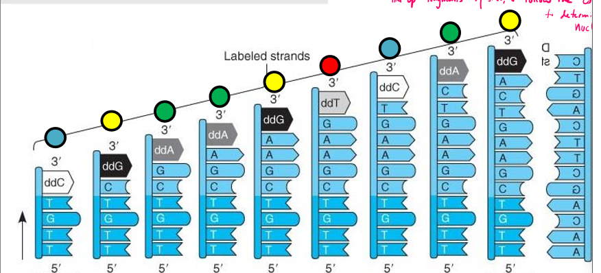 <p>Describe Sanger sequencing</p>