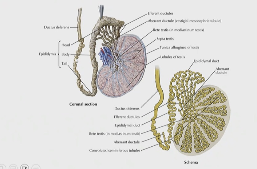 <p>Image 1 (head of the epididymis)</p><p>Image 2 (body of the epididymis)</p><p>Image 3 (tail of the epididymis)</p>
