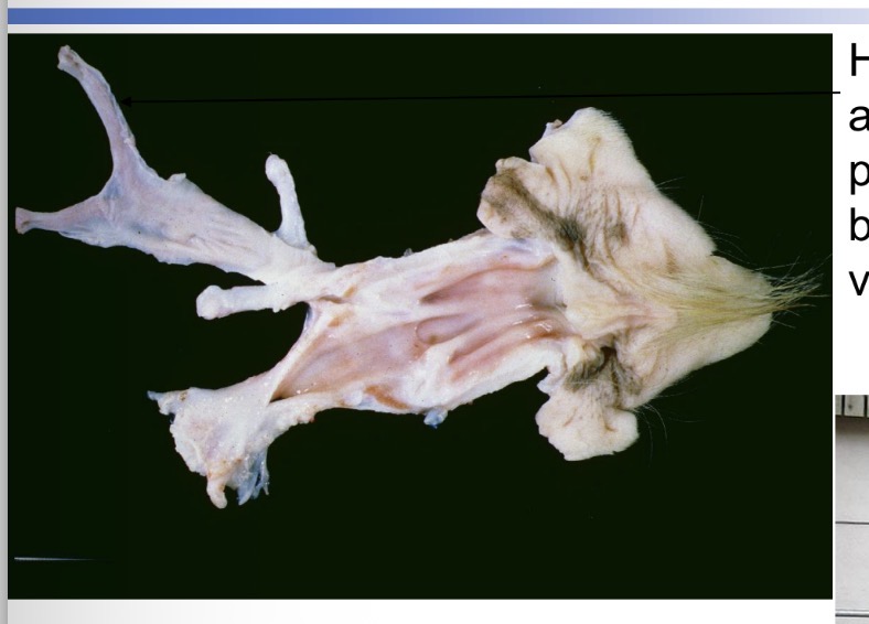 <p>Freemartinism - Gross </p>