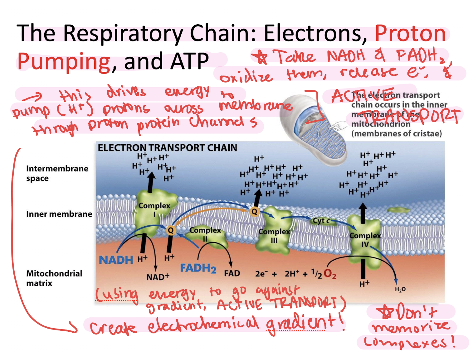 <p><strong>Function</strong></p><ul><li><p>Uses NADH &amp; FADH₂ electrons (oxidizes them)</p></li><li><p>Energy used to Creates H⁺ gradient/Pump protons against membrane AGAINST gradient (ACTIVE TRANSPORT)</p></li><li><p>Drives ATP production</p></li></ul><p></p>