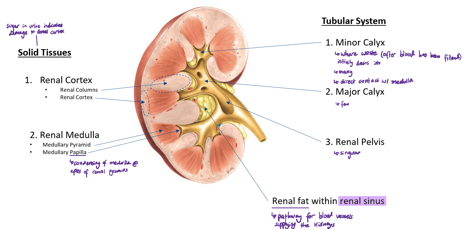 <ul><li><p><strong>Renal cortex</strong></p><ul><li><p>Renal columns</p></li><li><p>Renal cortex</p></li></ul></li><li><p><strong>Renal medulla</strong></p><ul><li><p>Medullary pyramid</p></li><li><p>Medullary papilla (apex of renal pyramids)</p></li></ul></li></ul><p></p>