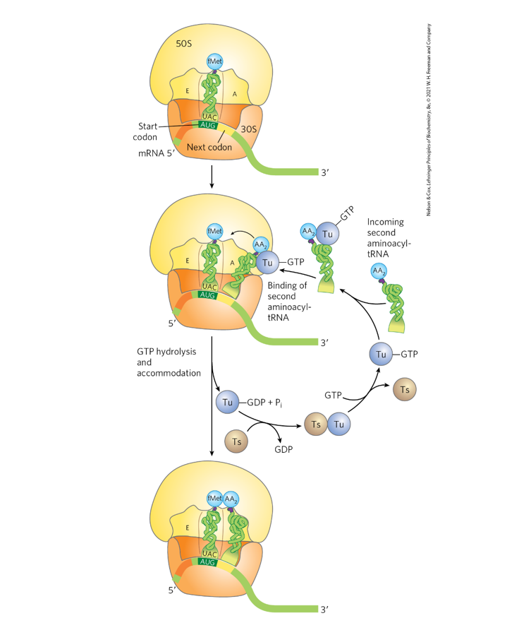 <p><strong>Role of EF-Tu in elongation:</strong></p><ul><li><p><strong>EF-Tu bound to GTP</strong> forms a complex with an <strong>aminoacyl-tRNA (aa-tRNA)</strong>.</p></li><li><p>This complex <strong>delivers the aa-tRNA to the A site of the ribosome</strong>.</p></li><li><p>If the <strong>codon–anticodon pairing is correct</strong>, <strong>GTP is hydrolyzed → GDP + Pi</strong>.</p></li><li><p>EF-Tu then <strong>releases the tRNA</strong>, allowing it to fully enter the A site.</p></li></ul><p><strong>Energy use:</strong></p><ul><li><p><strong>One high-energy phosphoanhydride bond is used when EF-Tu hydrolyzes GTP → GDP + Pi</strong>.</p></li></ul><p><strong>Role of EF-Ts:</strong></p><ul><li><p><strong>EF-Ts regenerates EF-Tu-GTP</strong> by <strong>exchanging GDP for GTP</strong>, allowing EF-Tu to participate in another cycle of aa-tRNA delivery.</p></li></ul><p></p>
