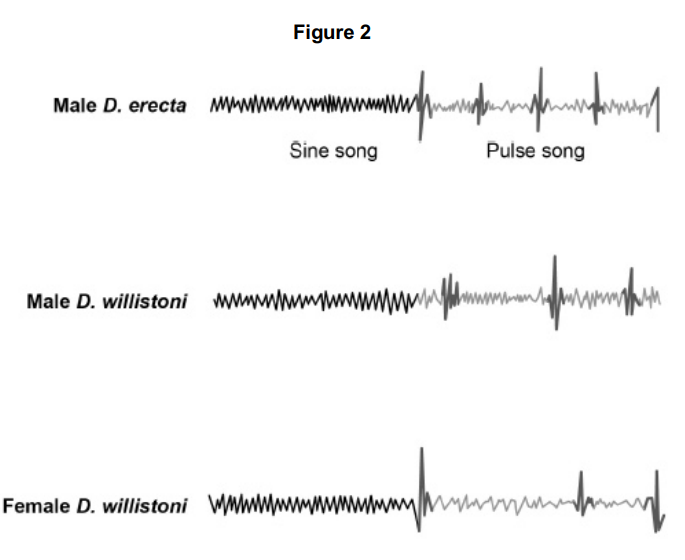 <p>The scientists repeated their experiments, using female fruit flies as the visual stimulus. When a male and female D. willistoni were together, their songs led to mating.</p><p>When two female D. willistoni were together, their songs did not lead to any attempt to mate.</p><p>Use information from Figure 2 to suggest why the two females did not attempt to mate. (2) </p>
