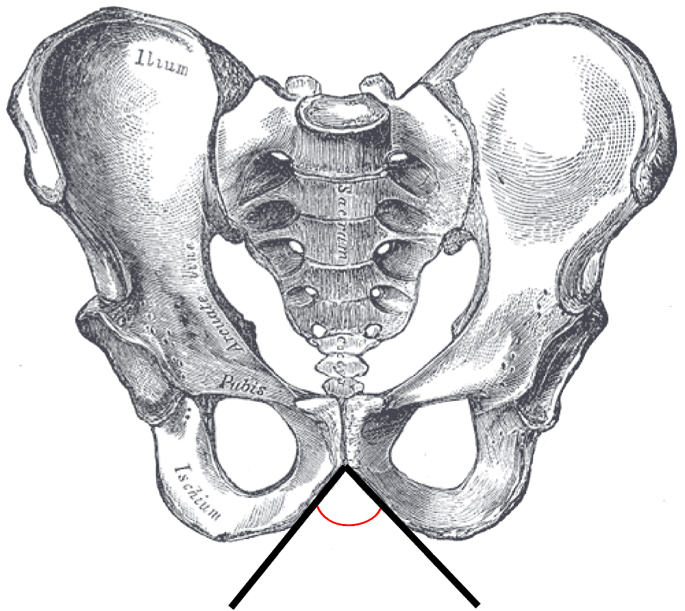 <p>What bone landmark within Pelvis?</p>
