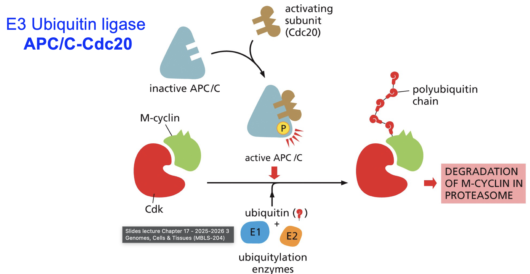 <p>E3 ubiquitniastion enzyme, needs Cdc20 and phosphate to be active.<br><br>Cdc aperntly dont like CDKs</p>