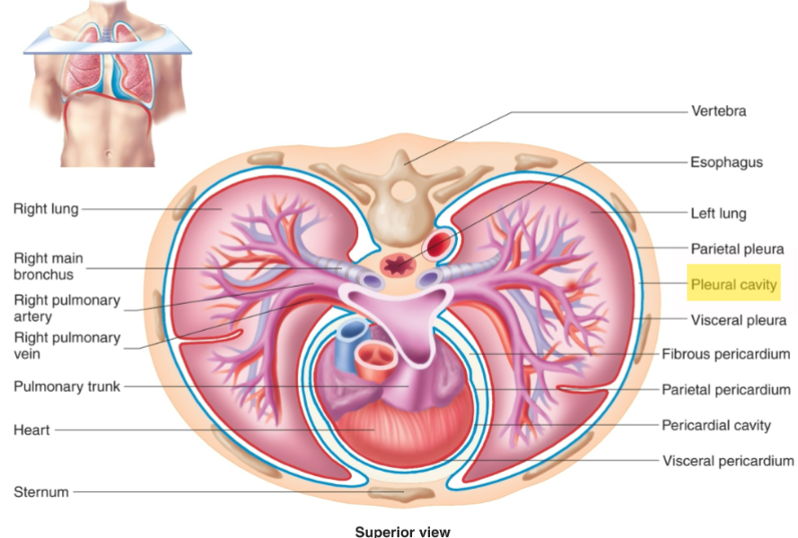 <p><span>The space around each lung.</span></p>
