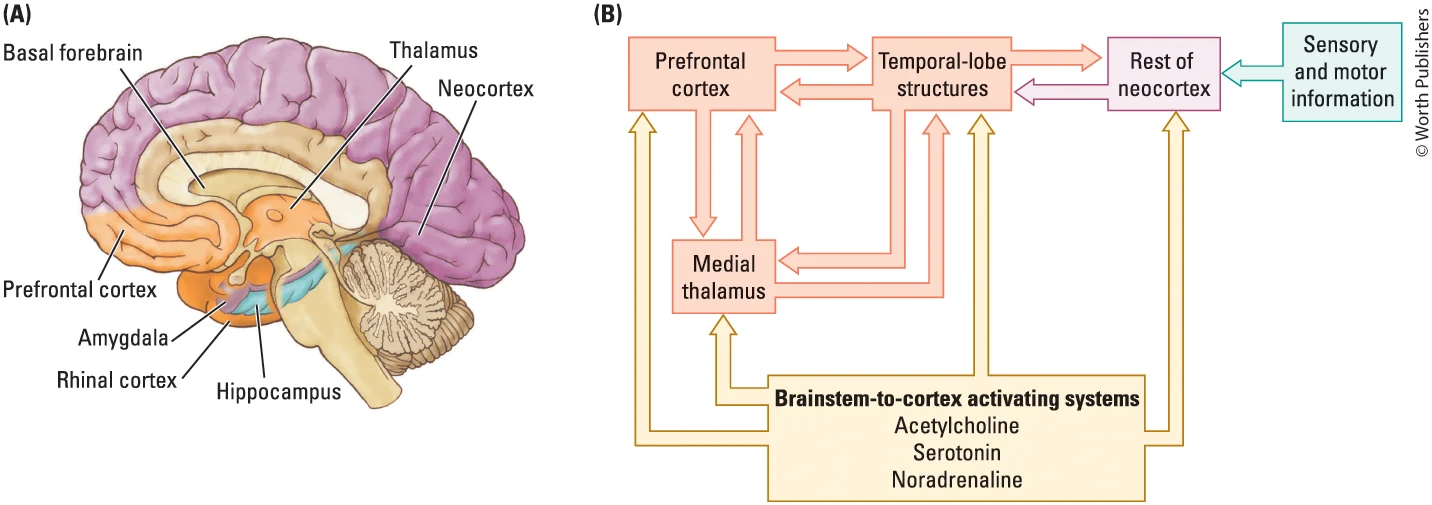 <p>Note that <span>information flow begins with inputs from the sensory and motor systems, which are not considered part of the explicit memory circuit</span></p>