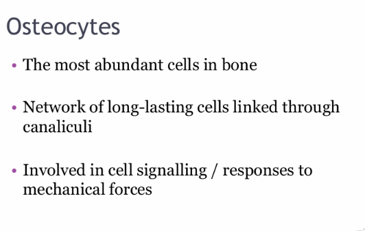 <ul><li><p>The most abundant cells in the bone</p></li><li><p>Network of long-lasting cells linked through canaliculi </p></li><li><p>Involved in cell signalling and response to mechanical forces</p></li></ul><p></p>