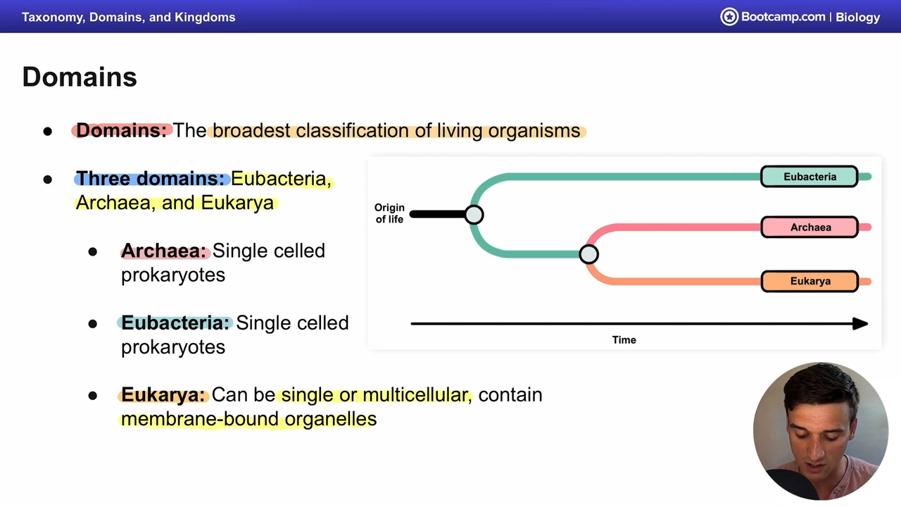 <p>Single celled prokaryotes, diverged alongside eukarya</p>