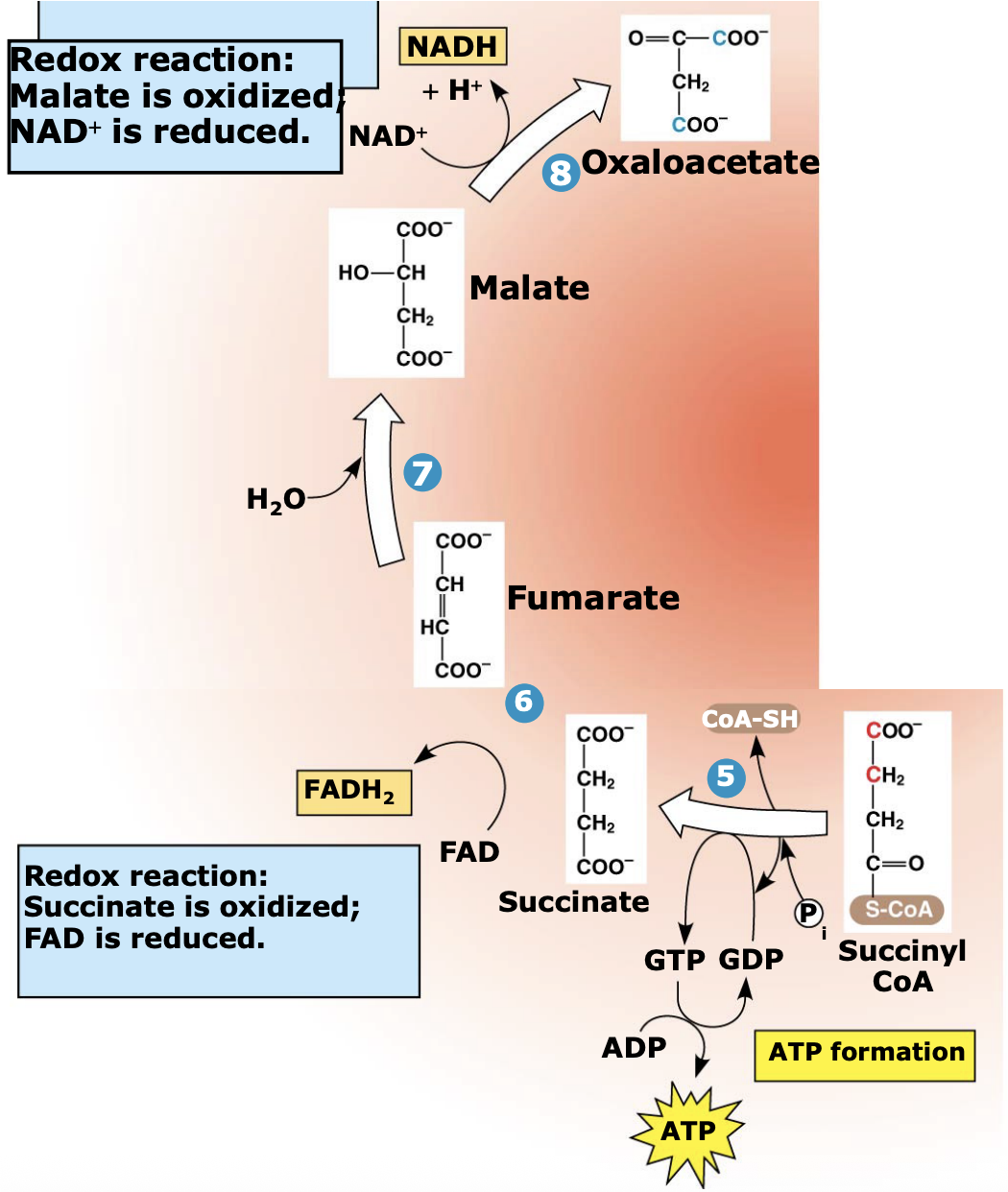 <p>Succinyl-CoA loses its CoA, which drives the formation of <strong>GTP (later converted to ATP)</strong>. The remaining 4-carbon molecules are then oxidized to regenerate <strong>oxaloacetate</strong>, allowing the cycle to continue.</p>