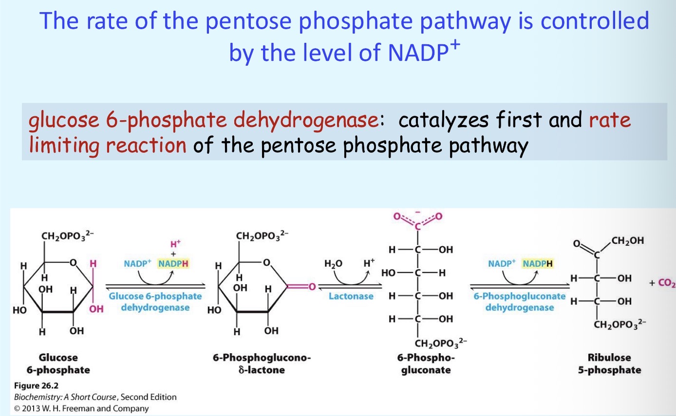 <p>The level of NADP+ controls glucose-6-phosphate dehydrogenase, which reduces NADP+, catalyzes first, and is the rate limiting reaction</p>