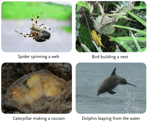 <p>Innate behavior is an automatic, instinctual response to stimuli, not learned or influenced by experience.</p>