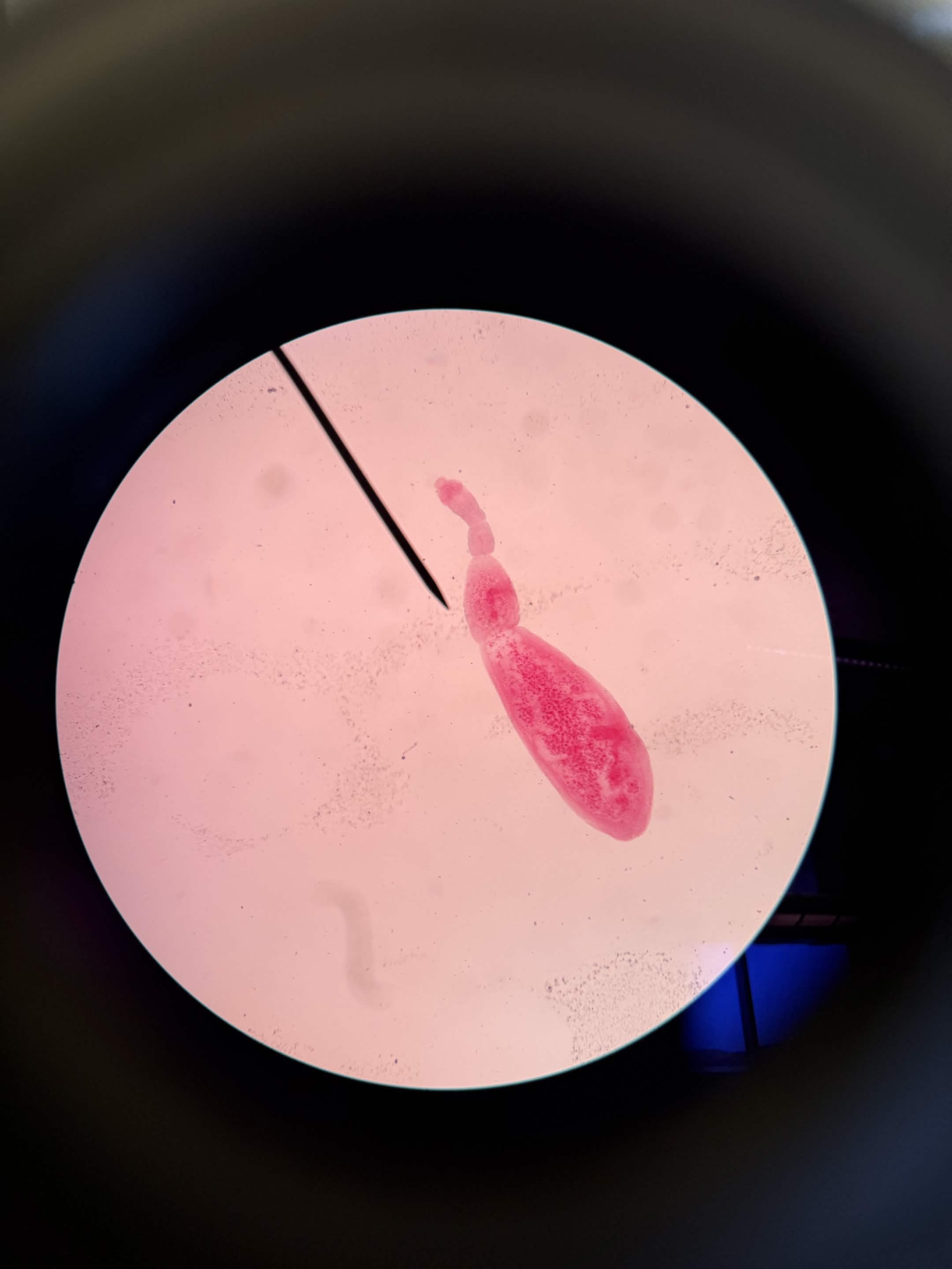 <p>What is this?</p>