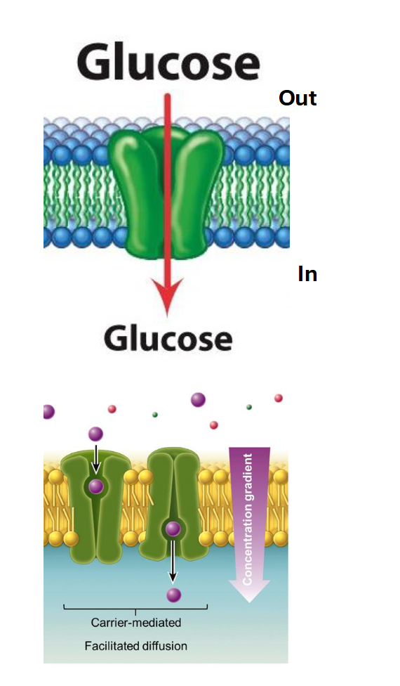 <ul><li><p><strong>Direction:</strong> Down the concentration gradient (High <span>to</span> Low).</p></li><li><p><strong>Energy:</strong> No ATP required (Passive).</p></li><li><p><strong>Mechanism:</strong> Uses a <strong>transporter (carrier)</strong>. Unlike a simple tunnel, the carrier protein must <strong>bind</strong> the molecule, change its shape (conformational change), and then release it on the other side.</p></li><li><p><strong>Molecules:</strong> Larger polar molecules, such as glucose or specific amino acids.</p></li></ul><p></p>