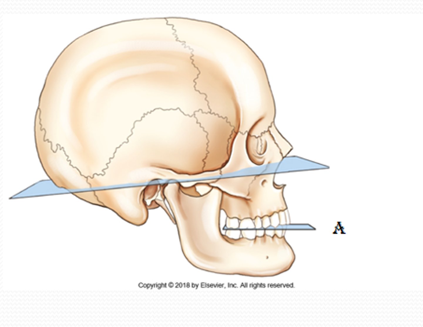 <p>Identify A: plane of the skull that is a horizontal plane and is formed by biting surfaces of upper and lower teeth with jaws closed.</p>
