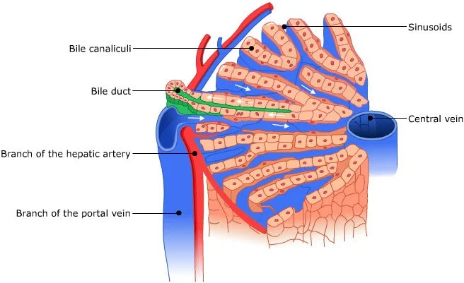 <p>collect and transport bile</p>