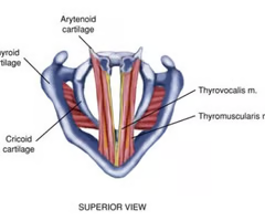 <p><span>INTRINSIC TENSOR</span><br><br><span>origin: inner surface, angle of thyroid</span><br><br><span>insertion: course back to lateral-inferior aspect of arytenoid vocal process</span><br><br><span>innervation: X vagus, RLN (recurrent laryngeal nerve)</span><br><br><span>function: tenses vocal folds (when opposed by other intrinsic muscles)</span></p>