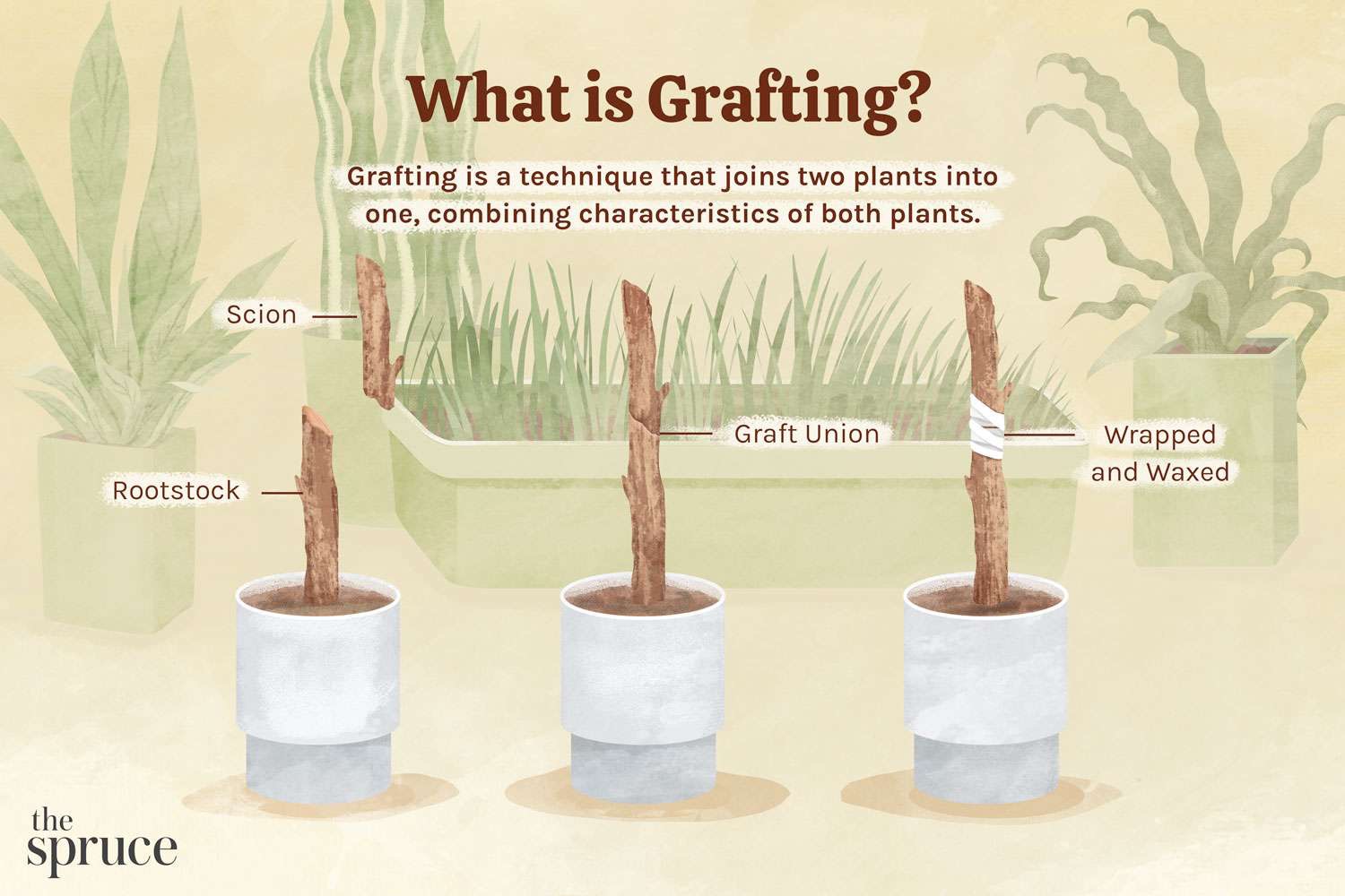 <p>grafting </p>