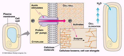 <ul><li><p>Protons are pumped from cytoplast into the cell wall</p></li><li><p>pH in the cell wall is lowered</p></li><li><p>Cell wall proteins, expansins, are activated</p></li><li><p>Cross-link fiber (aka hemicellulose) H+ bonds interrupted</p></li></ul><p></p>