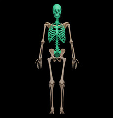 <p>makes up main axis of body including head, neck and trunk</p>