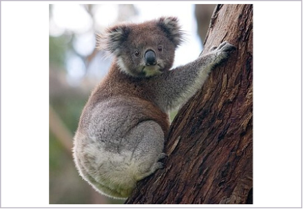 <p>What is the order of the animal shown?</p>