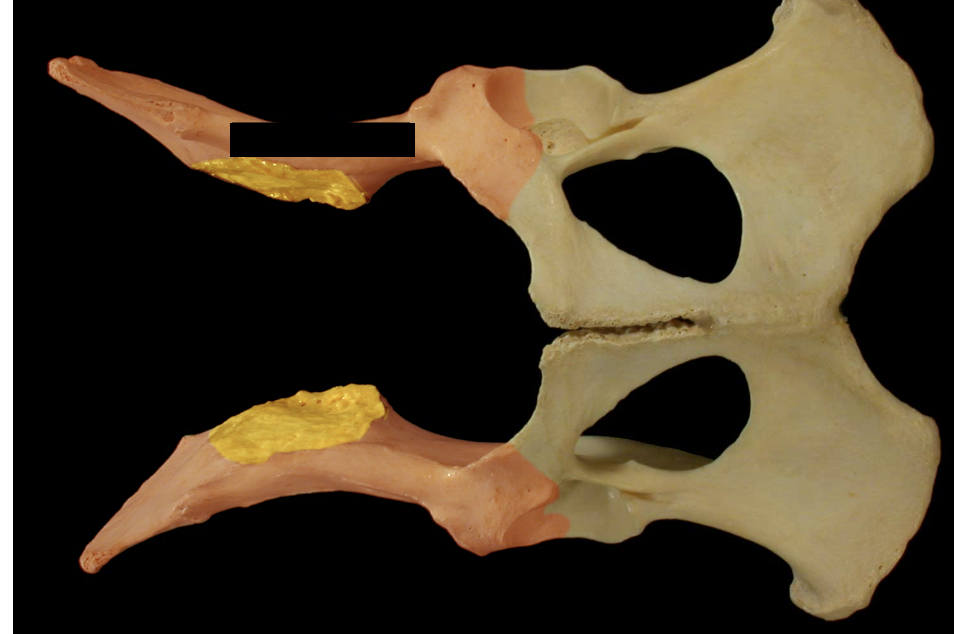 <p>Auricular surface of the Wing of the Ilium </p>