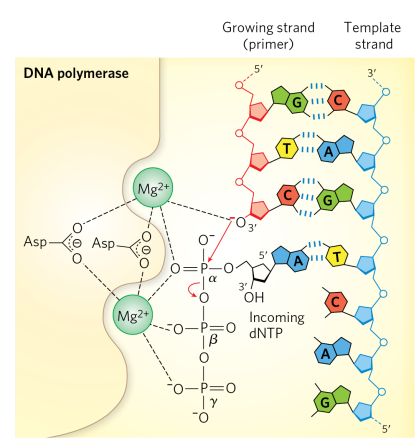 <ol><li><p>incoming triphosphate nucleotide forms W-C interaction with the template strand </p></li><li><p>Mg2+ stabilizes the 3’OH and alpha phosphate</p></li><li><p>bond forms between alpha phosphate and 3’ OH</p></li><li><p>beta and gamma phosphates released as PPi, and new phosphodiester bond is formed</p></li><li><p>as long as template strand is still available, a new substrate is generated for another round of polymerization</p></li></ol><p></p>