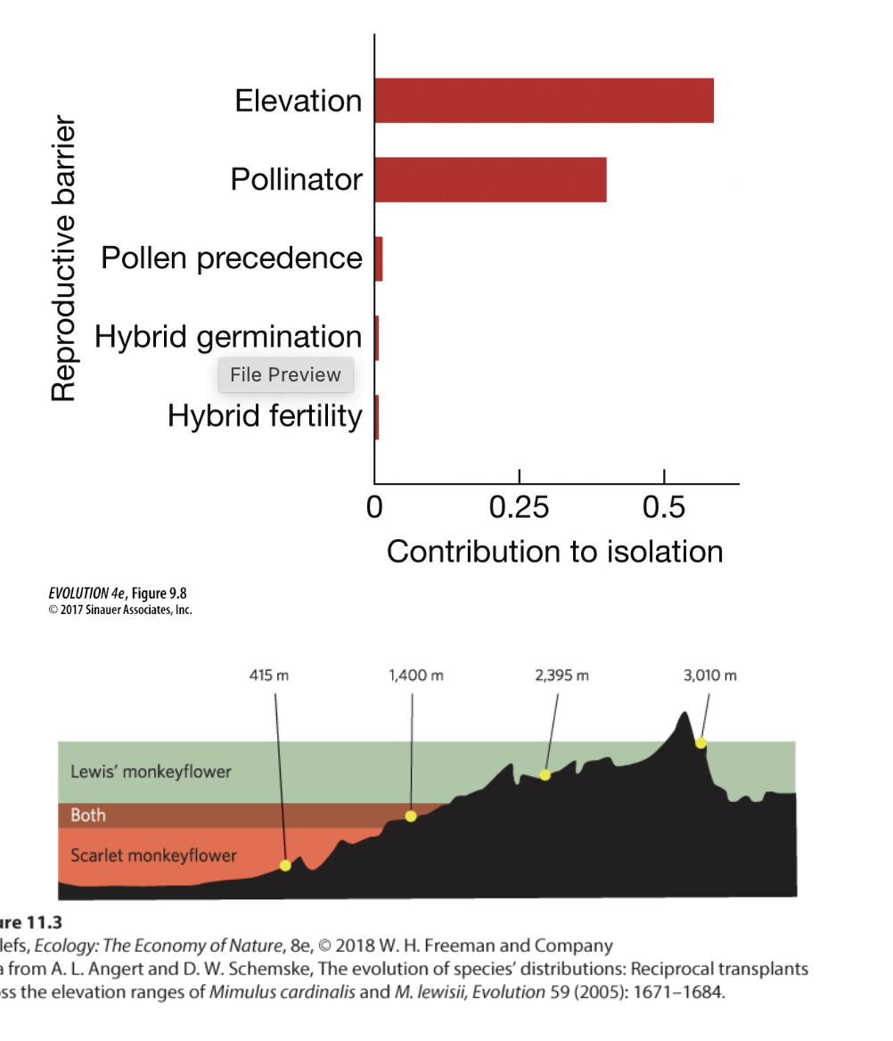 <p>different flower shapes facilitate pollination by different animals.</p><p> lewisii: bee pollinated</p><p>cardinalis: hummingbird pollinated</p><p>( these flowers are also separaeted by altitude on a mountain!)</p>