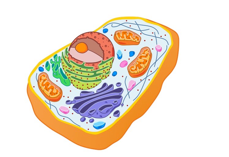 <p>An organism whose cells have a nucleus and membrane-bound organelles.</p>