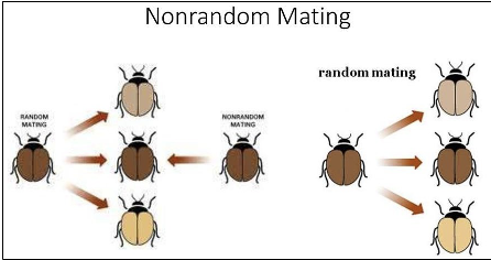 <ul><li><p>Based on individuals’ preferentially choosing specific mating partners</p><ul><li><p>Nonrandom mating changes genotype frequencies: no evolution</p></li><li><p>Nonrandom mating changes allele frequencies: evolution</p></li></ul></li></ul><p></p>