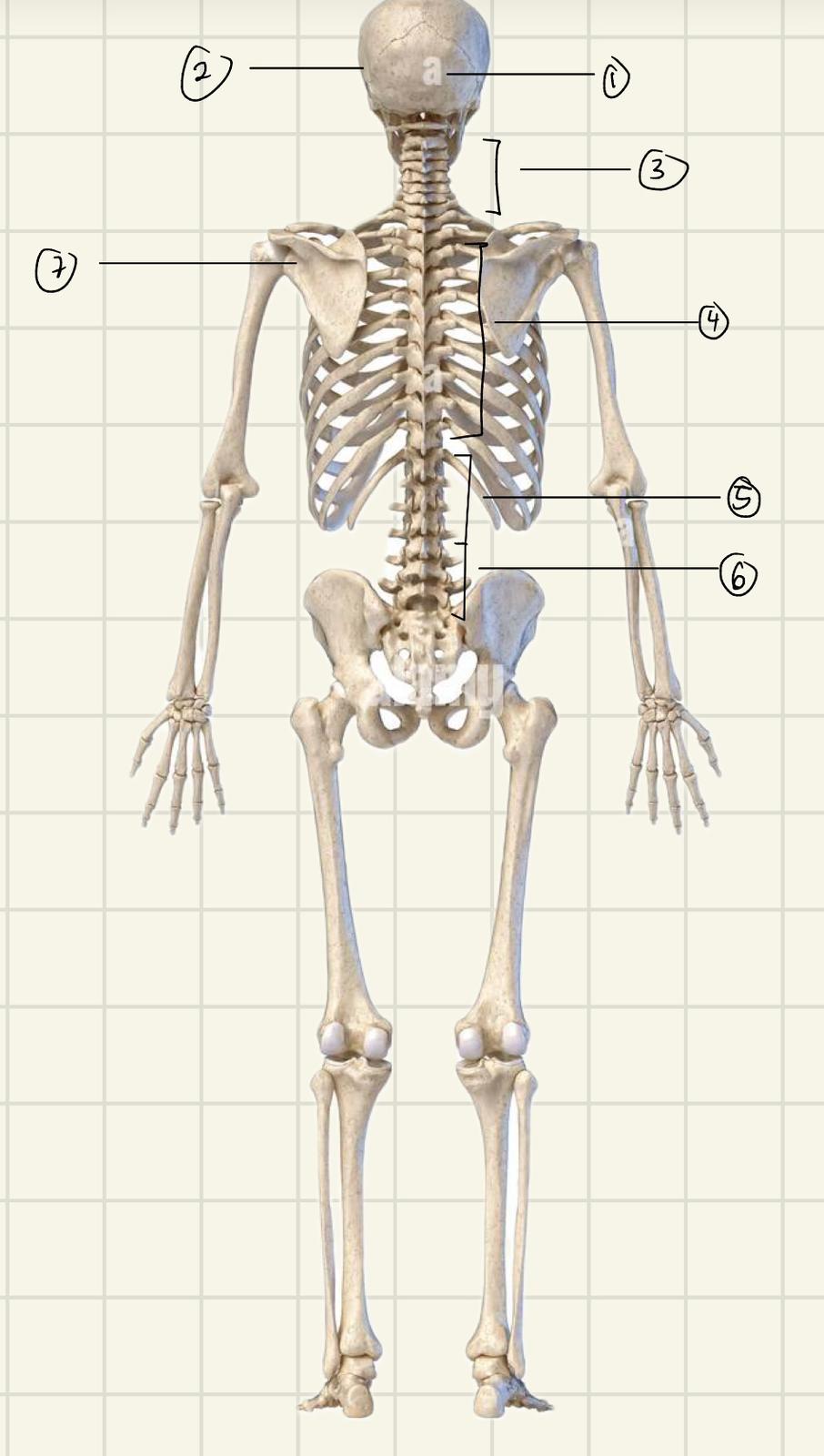 <p>Label the Regions of Posterior Axial</p>