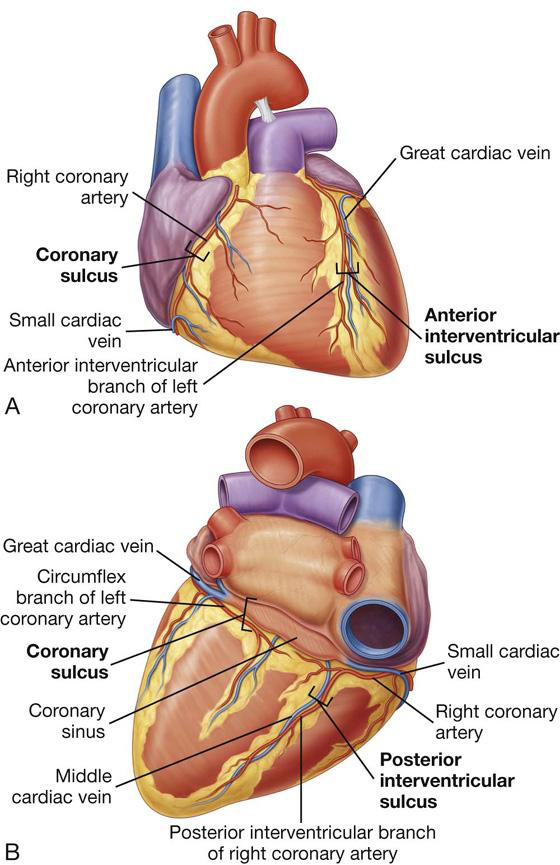 <p><span>●Right of the pulmonary trunk - Houses the Right Coronary Artery</span></p><p><span>●Left of the pulmonary trunk - Houses the Circumflex Artery </span></p><p></p><p></p>