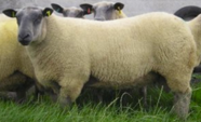 <p>welk type schaap is dit </p>