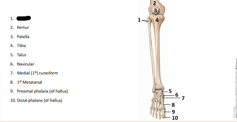 <p>What bone landmark is this within the <strong>Lower-Appendicular Skeleton? (Leg - Foot)</strong></p>
