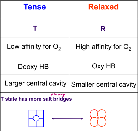 <p>tense T state - low affinity, has large central cavity </p><p>relaxed R state - high affinity, small central cavity </p><ul><li><p> In deoxyhemoglobin, a His residue on the beta subunit fits between a Thr and a Pro residue in the alpha subunit - T state</p></li><li><p> Upon oxygenation, the hemoglobin changes shape and the His residue is now located between two Thr residues on the alpha subunit - R state</p><ul><li><p>conformational change in Hb structure</p></li></ul></li></ul><p></p>