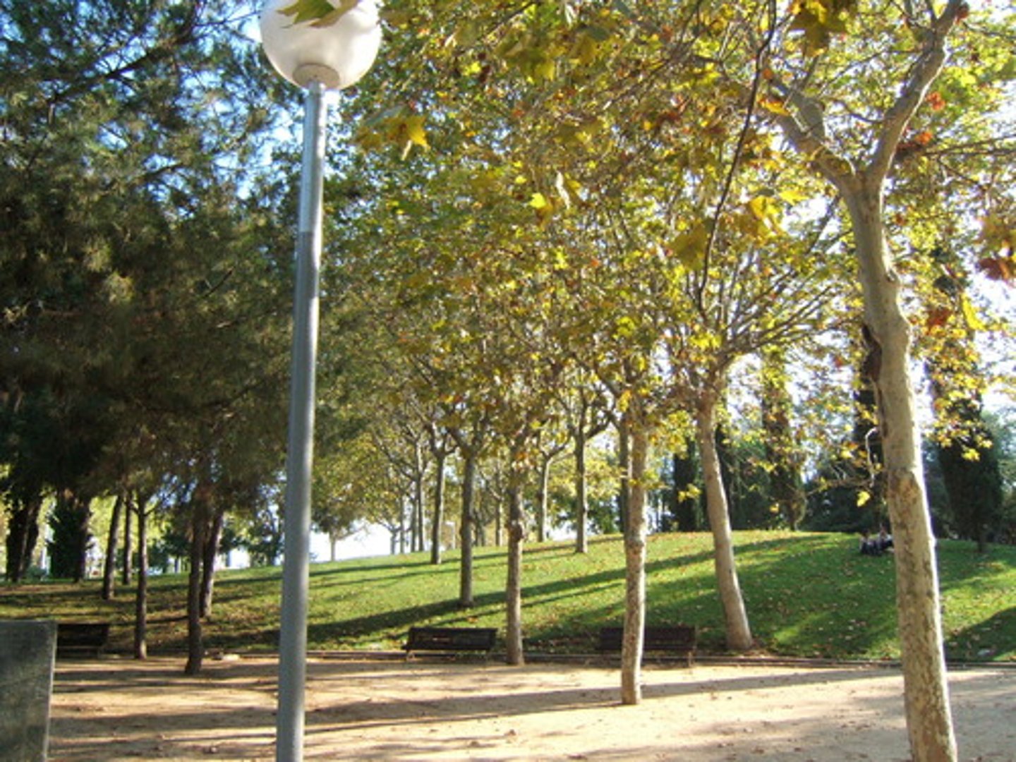 <p>un platane</p>