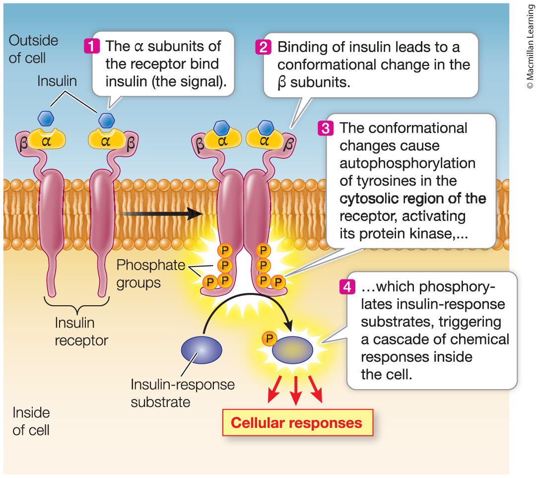 <p>Autophosphorylation</p>