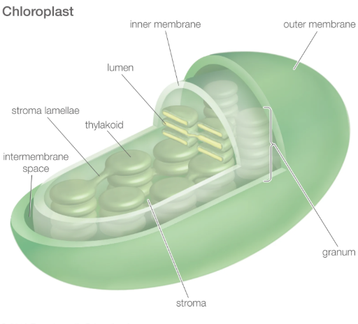 <p>the water based interior inside the double membrane of a chloroplast</p>