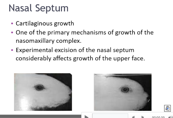 <p>Cartilaginous growth</p><ul><li><p>one of the primary mechanisms of growth of the nasomaxillary complex</p></li><li><p>experimental excision of the nasal septum considerably affects growth of the upper face </p></li></ul><p></p>