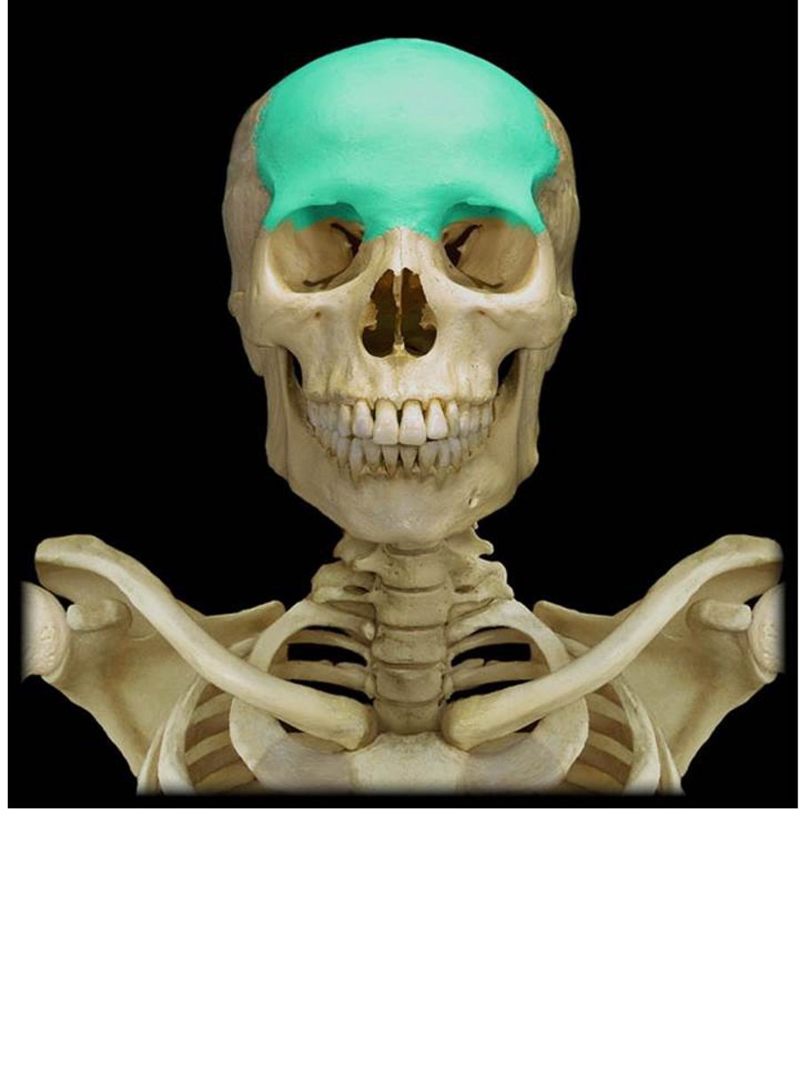 <p>voorhoofdsbeen (onpaar)</p><p>groot verticaal deel = squama frontalis</p><p>klein horizontaal deel = pars nasalis, pars orbitalis</p>