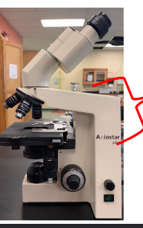 <p>name this part of the microscope and function</p>