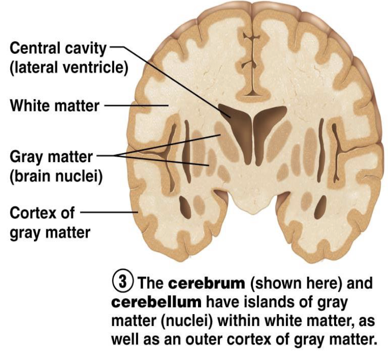 <ul><li><p>Outer region of gray matter</p><ul><li><p>2–4 mm thick</p></li></ul></li><li><p>Myelinated nerve tracts</p><ul><li><p>Pockets of gray matter located within white matter</p></li></ul></li></ul><p></p>
