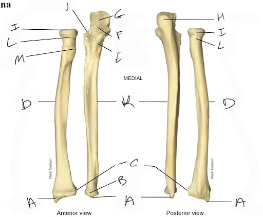 <p>trochlear notch</p>