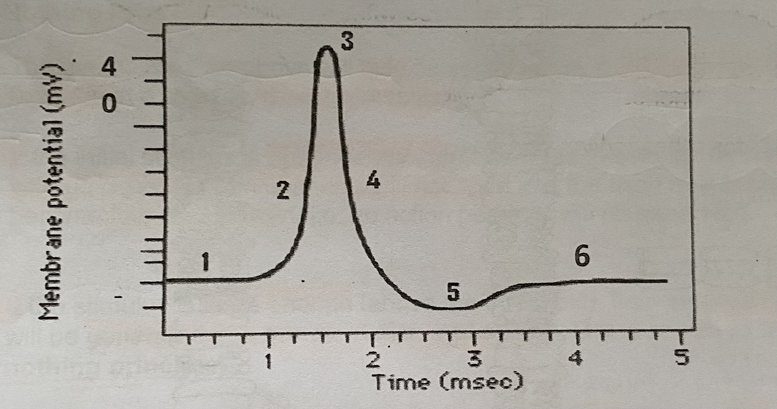 <ol><li><p><strong>Resting potential</strong></p></li><li><p>A <strong>stimulus</strong> causes the <strong>gated Na+ ion channels to open</strong>, making membrane <strong>more permeable to Na+ ions</strong>. Na+ ions <strong>rapidly diffuse into axon</strong>, causing <strong>depolarisation </strong></p></li><li><p><strong>Gated K+ ion channels open</strong> (axon’s permeability to K+ ions increases) and <strong>K+ ions diffuse rapidly out</strong> of the axon(<strong>repolarisation</strong>)</p></li><li><p>So many K+ ions diffuse out of the axon that they cause a <strong>more negative pd than normal</strong>, dropping the axon interior down to about <strong>-90mV</strong>. This is known as <strong>hyperpolarisation</strong> and causes the <strong>refractory period</strong></p></li><li><p><strong>Gated K+ ion channels close</strong> and the <strong>sodium-potassium pump restores conc gradients</strong> for Na+ and K+. This returns the resting potential of the axon to <strong>-65mV</strong>. The resting permeability of the axon is restored</p></li></ol><p>> The whole process lasts <strong>2-3 milliseconds</strong></p>
