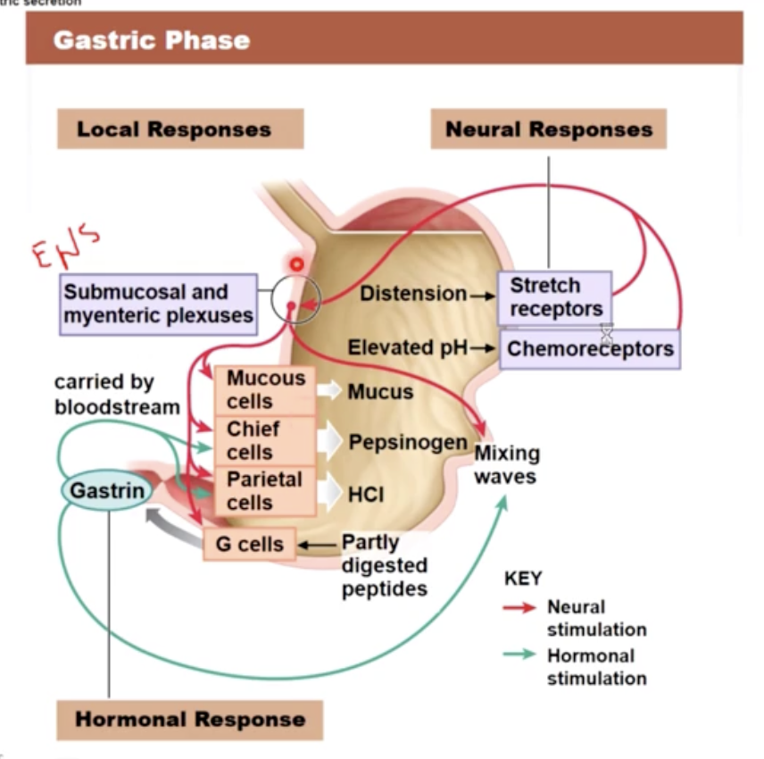 knowt flashcard image