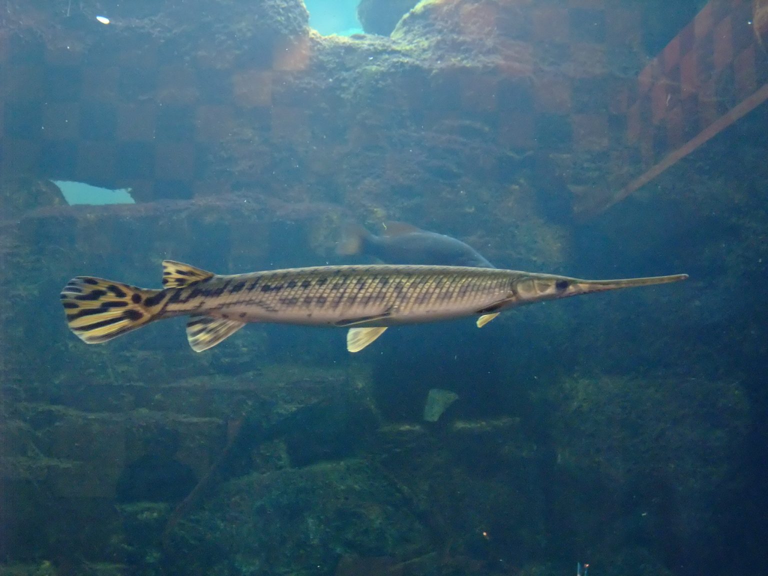 <p>long, slender snout; spots on fins and body</p>