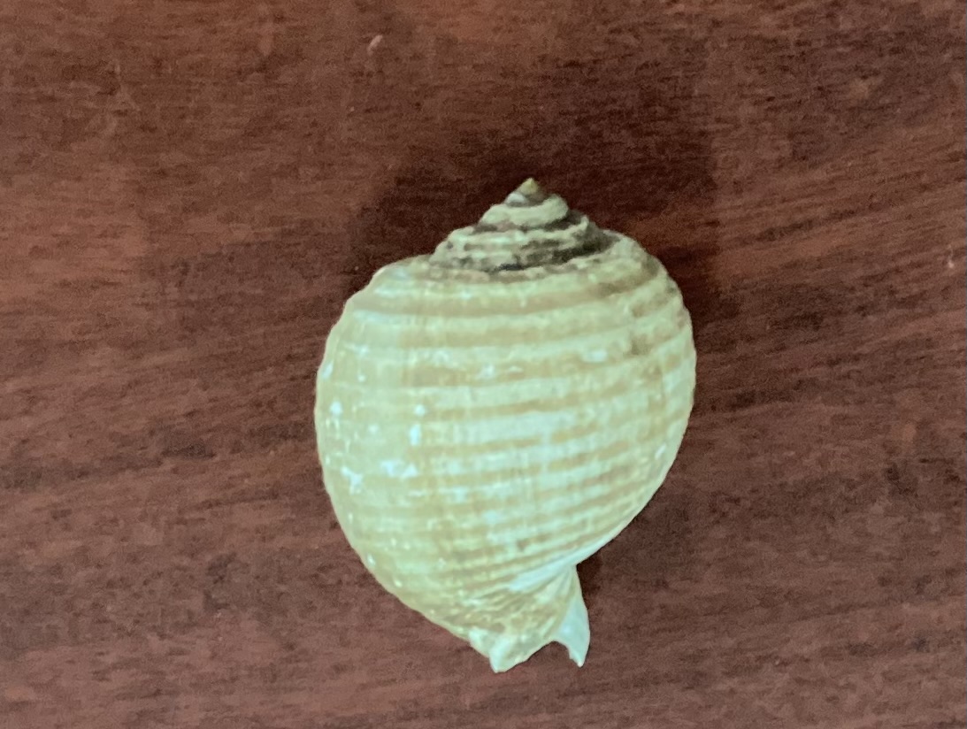 <p><strong>FILO<br>CLASE</strong><br><strong>SUBCLASE</strong><br><strong>ORDEN</strong><br><strong>FAMILIA</strong><br><strong>GÉNERO</strong><br><strong>NOMBRE COMÚN<br>CARACTERÍSTICAS</strong><br><strong>RÁDULA<br>ALIMENTACIÓN <br>HÁBITAT</strong></p>