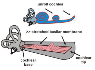 <p>What occurs in the cochlea?</p>